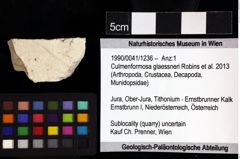 Foto (Objket + Etiketten) von Culmenformosa glaessneri (Robins et al., 2013) 